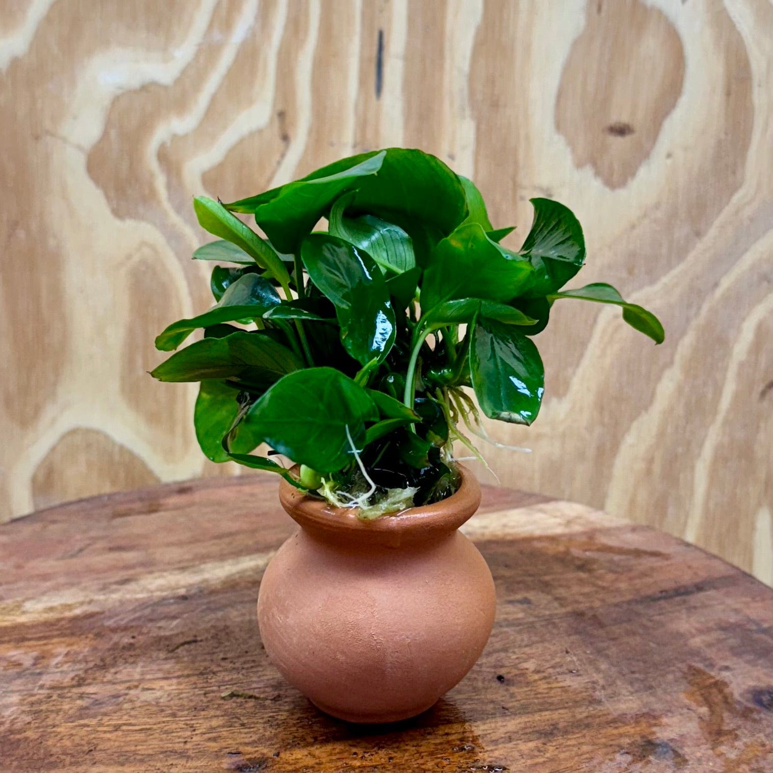 Scapeshop.com.au One Only Anubias Nana Vase Urn - One Only Anubias Nana Vase Urn One Only - Aquarium Plants Scapeshop Australia