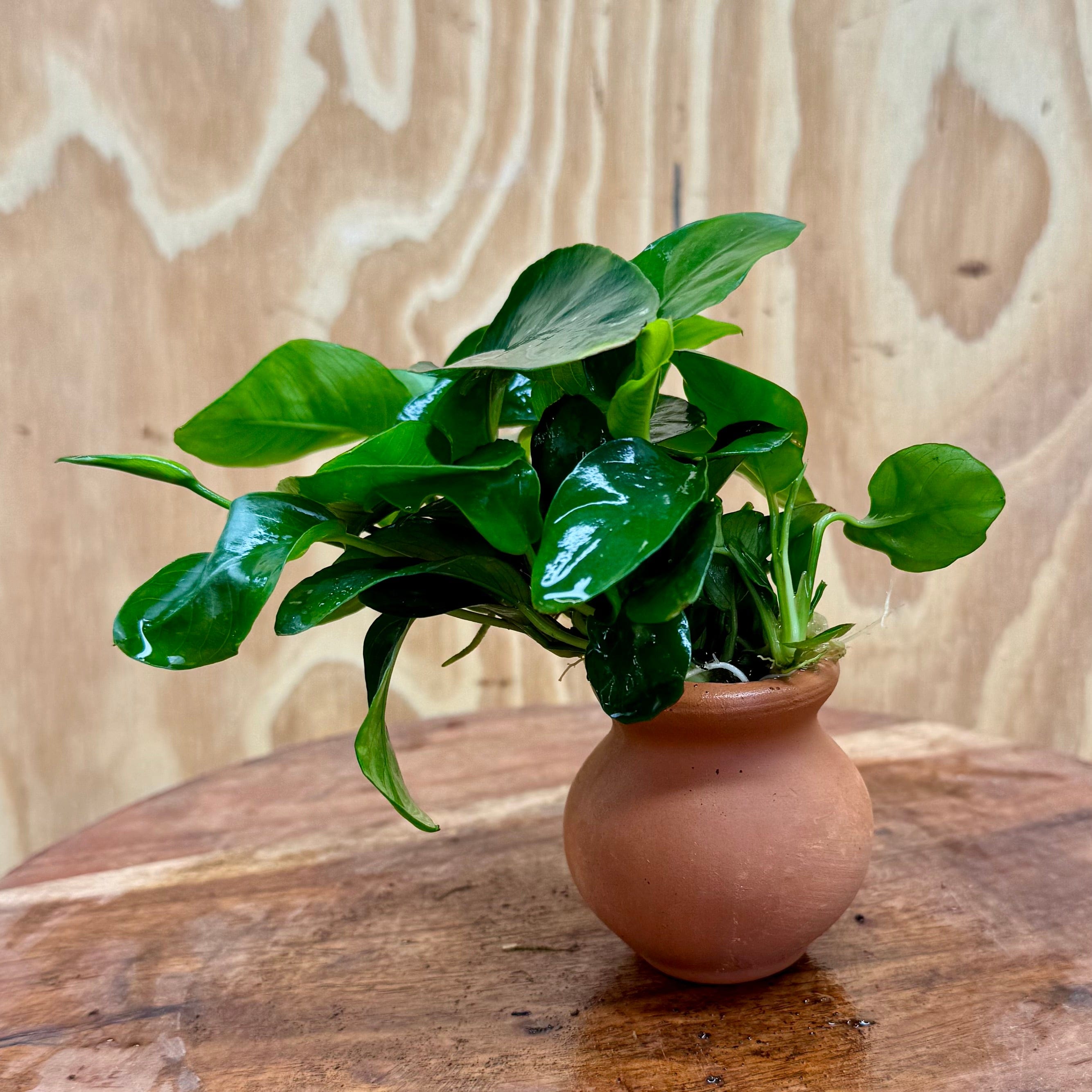 Scapeshop.com.au One Only Anubias Nana Vase Urn - One Only Anubias Nana Vase Urn One Only - Aquarium Plants Scapeshop Australia