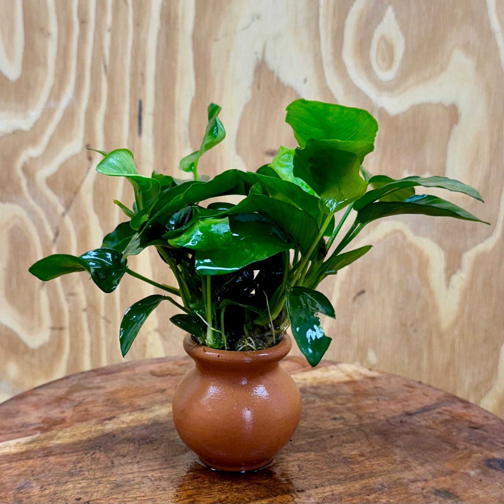 Scapeshop.com.au One Only Anubias Nana Vase Urn - One Only Anubias Nana Vase Urn One Only - Aquarium Plants Scapeshop Australia