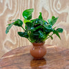 Scapeshop.com.au One Only Anubias Nana Vase Urn - One Only Anubias Nana Vase Urn One Only - Aquarium Plants Scapeshop Australia