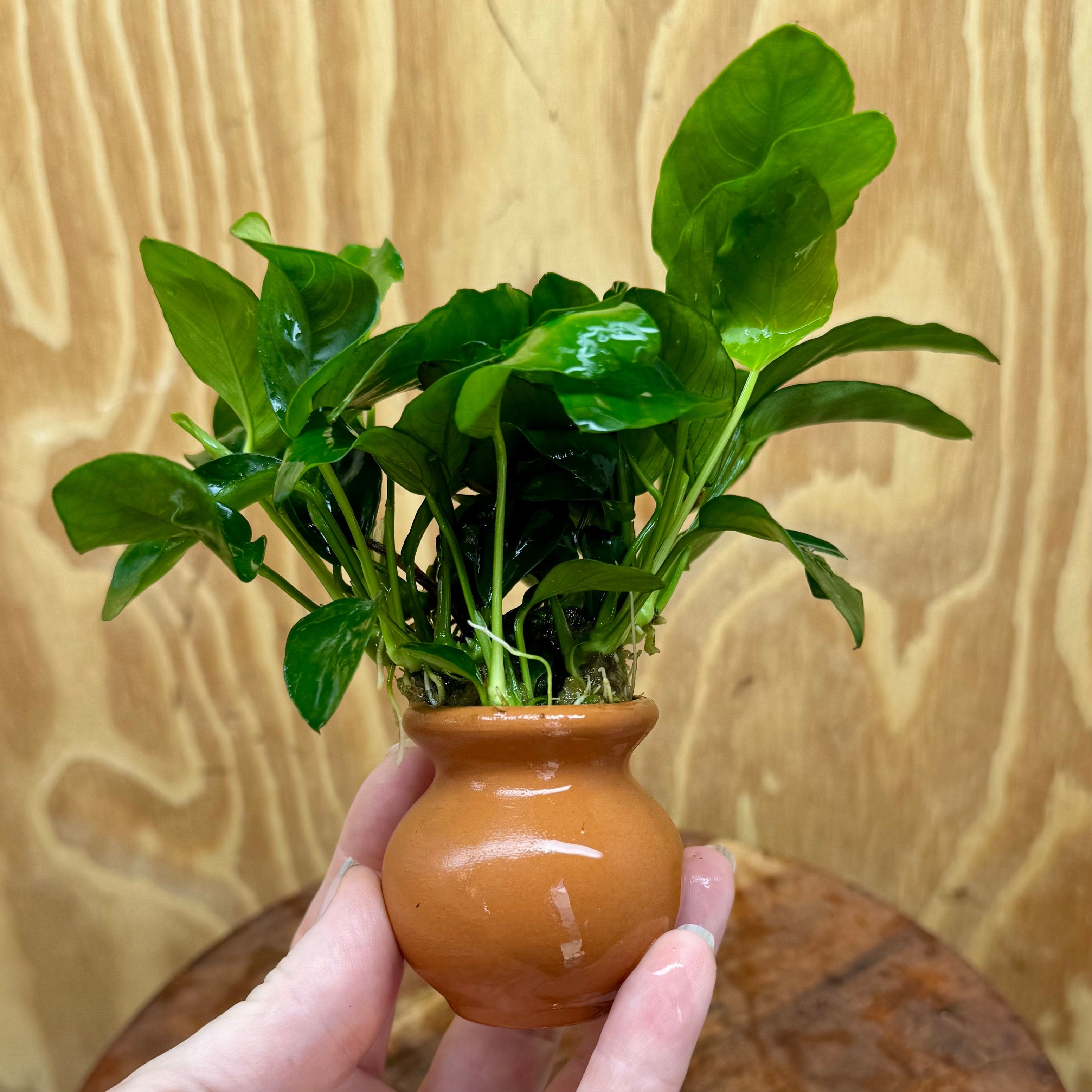 Scapeshop.com.au One Only Anubias Nana Vase Urn - One Only Anubias Nana Vase Urn One Only - Aquarium Plants Scapeshop Australia