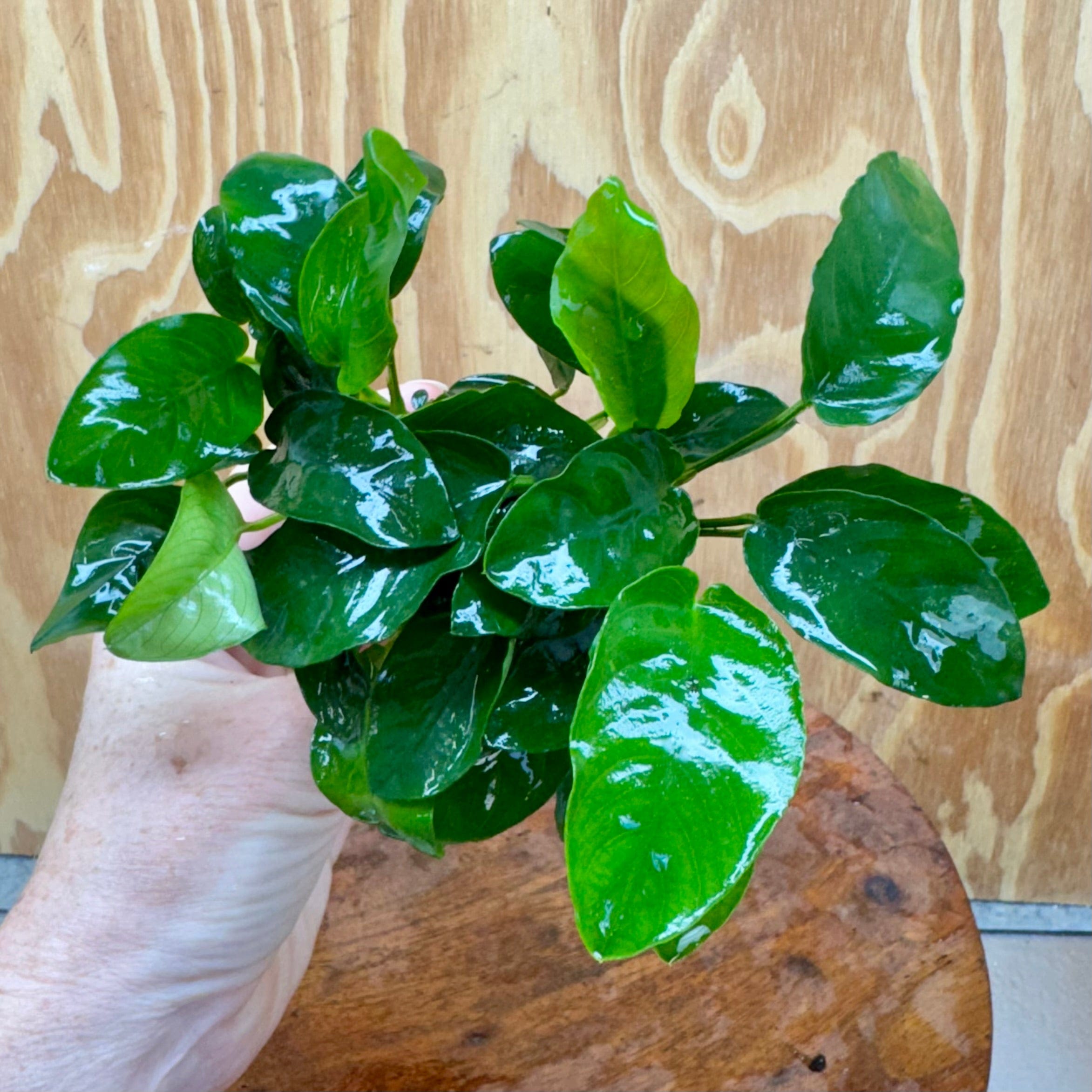 Scapeshop.com.au One Only Anubias Nana Vase Urn - One Only Anubias Nana Vase Urn One Only - Aquarium Plants Scapeshop Australia