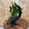 Scapeshop.com.au One Only Anubias Old Type Afzelli on Medium Driftwood Creation - One Only - Bold Anubias Afzelli OT on Medium Driftwood - One Only - Aquarium Plants Australia