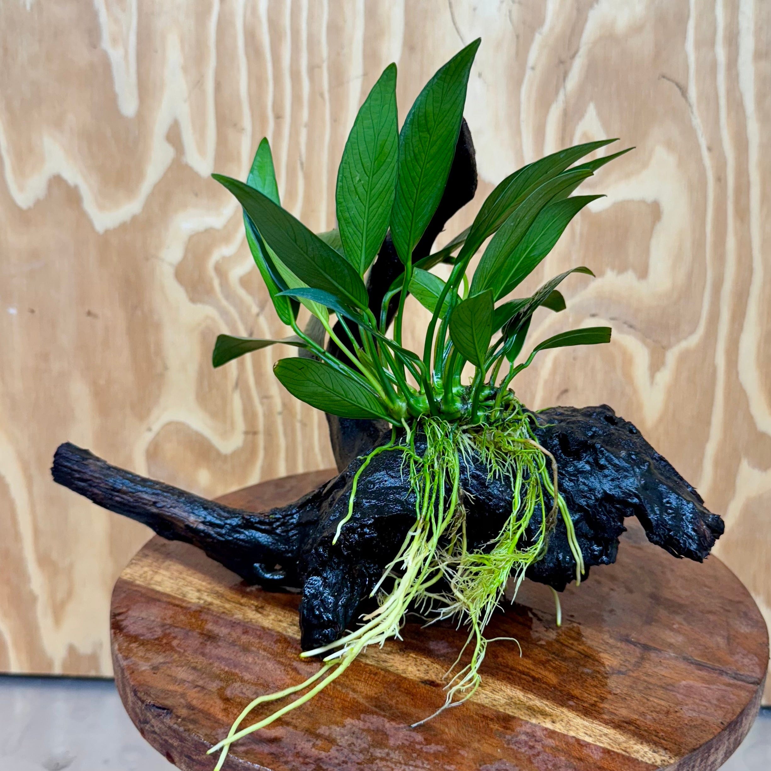 Scapeshop.com.au One Only Anubias Old Type Afzelli on Medium Driftwood Creation - One Only - Bold Anubias Afzelli OT on Medium Driftwood - One Only - Aquarium Plants Australia