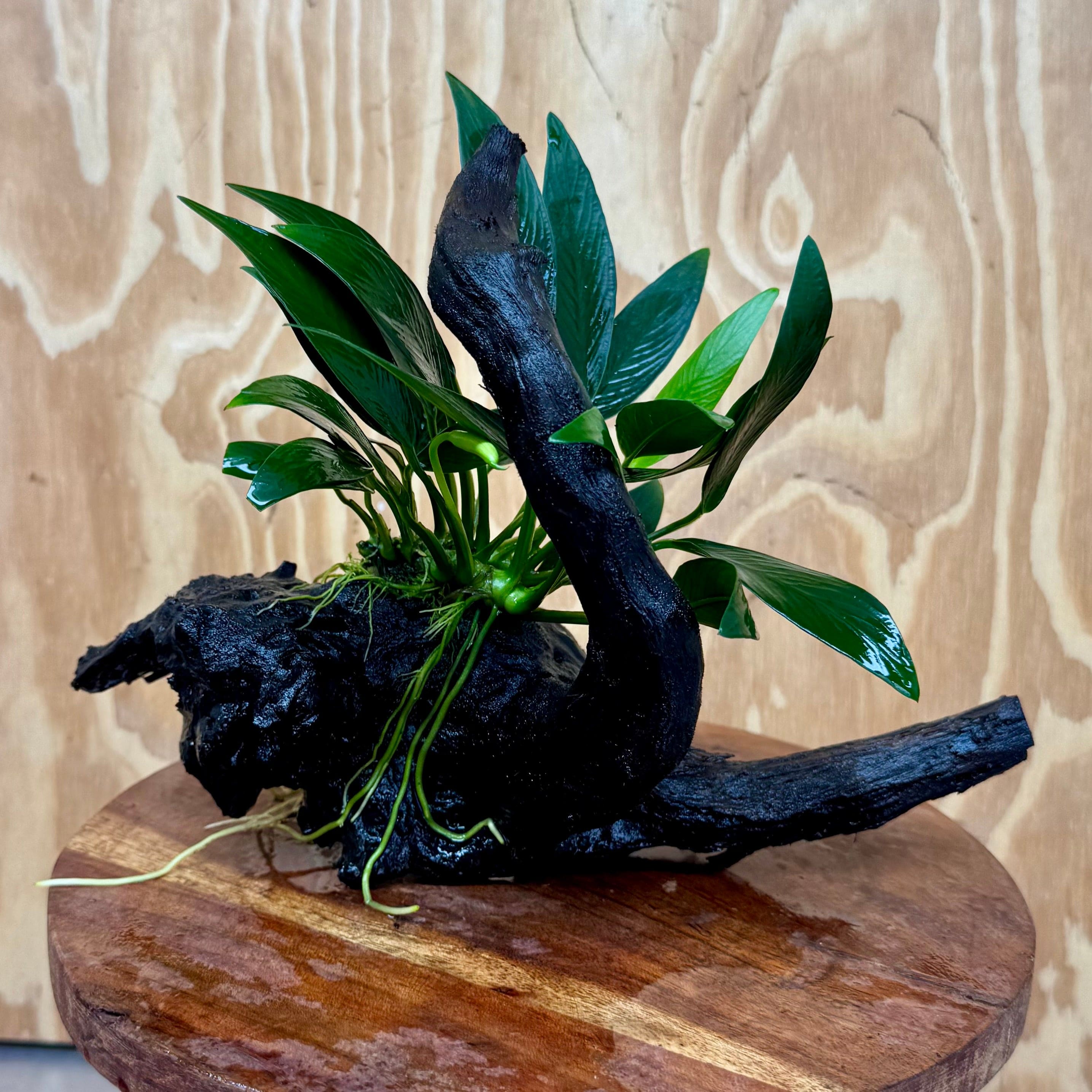 Scapeshop.com.au One Only Anubias Old Type Afzelli on Medium Driftwood Creation - One Only - Bold Anubias Afzelli OT on Medium Driftwood - One Only - Aquarium Plants Australia