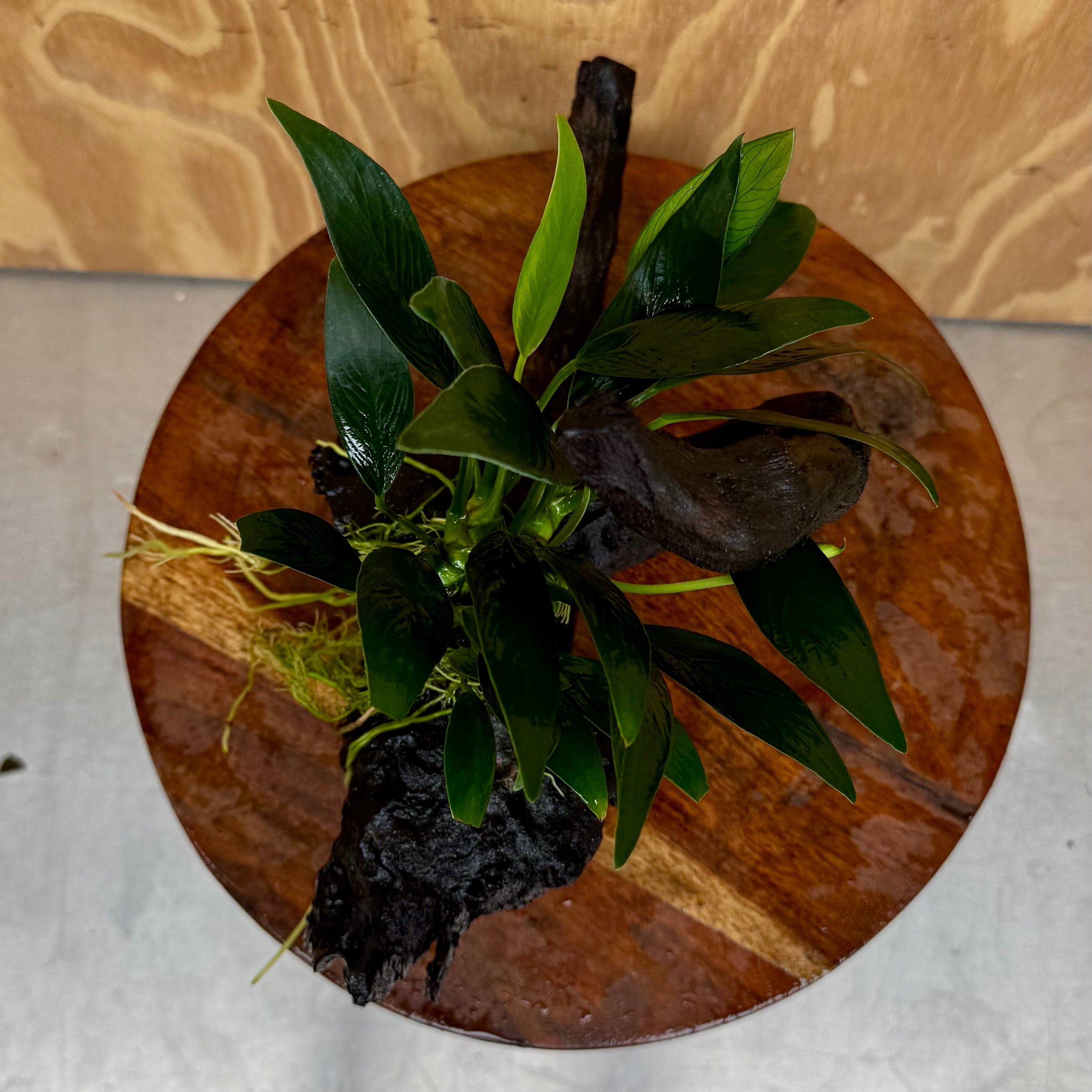 Scapeshop.com.au One Only Anubias Old Type Afzelli on Medium Driftwood Creation - One Only - Bold Anubias Afzelli OT on Medium Driftwood - One Only - Aquarium Plants Australia