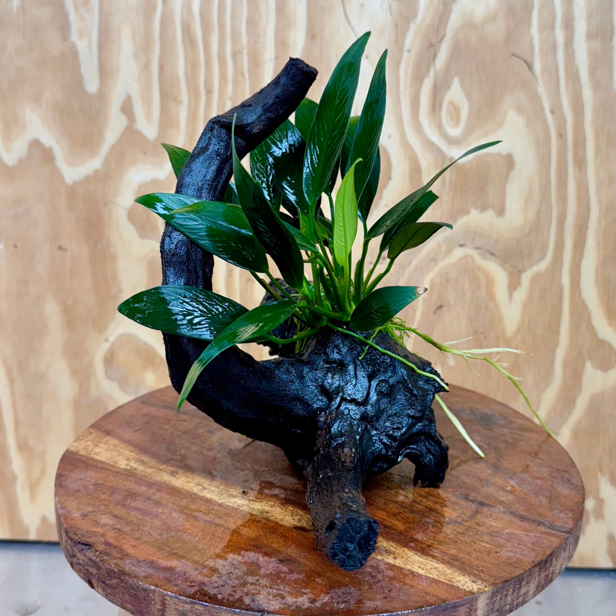 Scapeshop.com.au One Only Anubias Old Type Afzelli on Medium Driftwood Creation - One Only - Bold Anubias Afzelli OT on Medium Driftwood - One Only - Aquarium Plants Australia