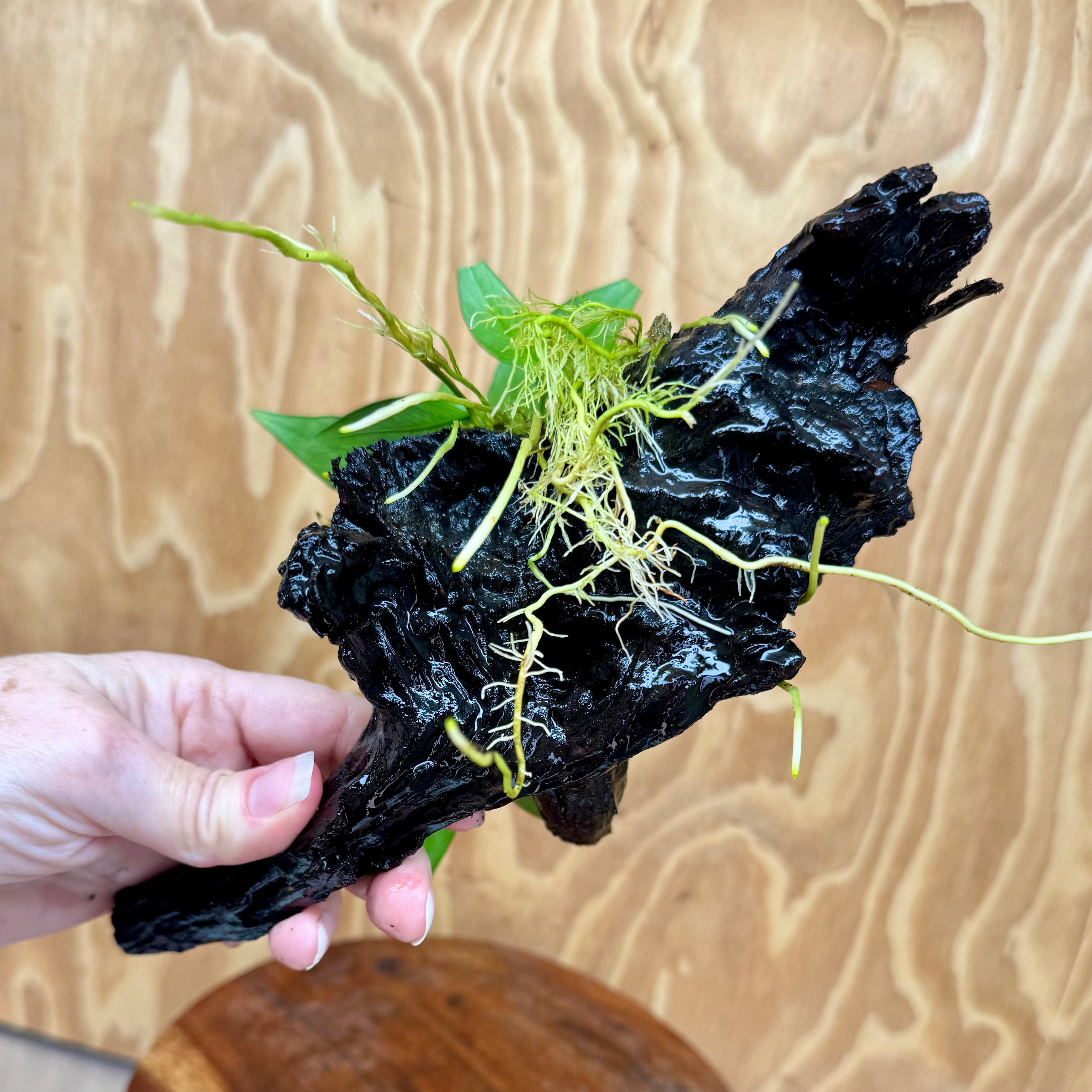 Scapeshop.com.au One Only Anubias Old Type Afzelli on Medium Driftwood Creation - One Only - Bold Anubias Afzelli OT on Medium Driftwood - One Only - Aquarium Plants Australia