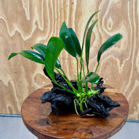 Scapeshop.com.au One Only Anubias Old Type Afzelli on Medium Driftwood Creation - One Only - Bold Anubias Afzelli OT on Medium Driftwood - One Only - Aquarium Plants Australia