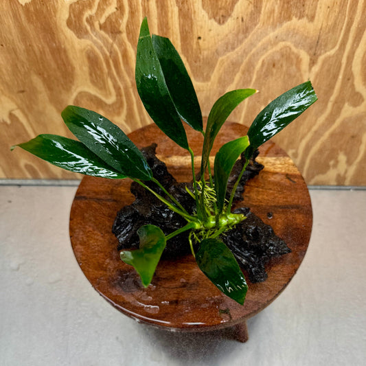 Scapeshop.com.au One Only Anubias Old Type Afzelli on Medium Driftwood Creation - One Only - Bold Anubias Afzelli OT on Medium Driftwood - One Only - Aquarium Plants Australia