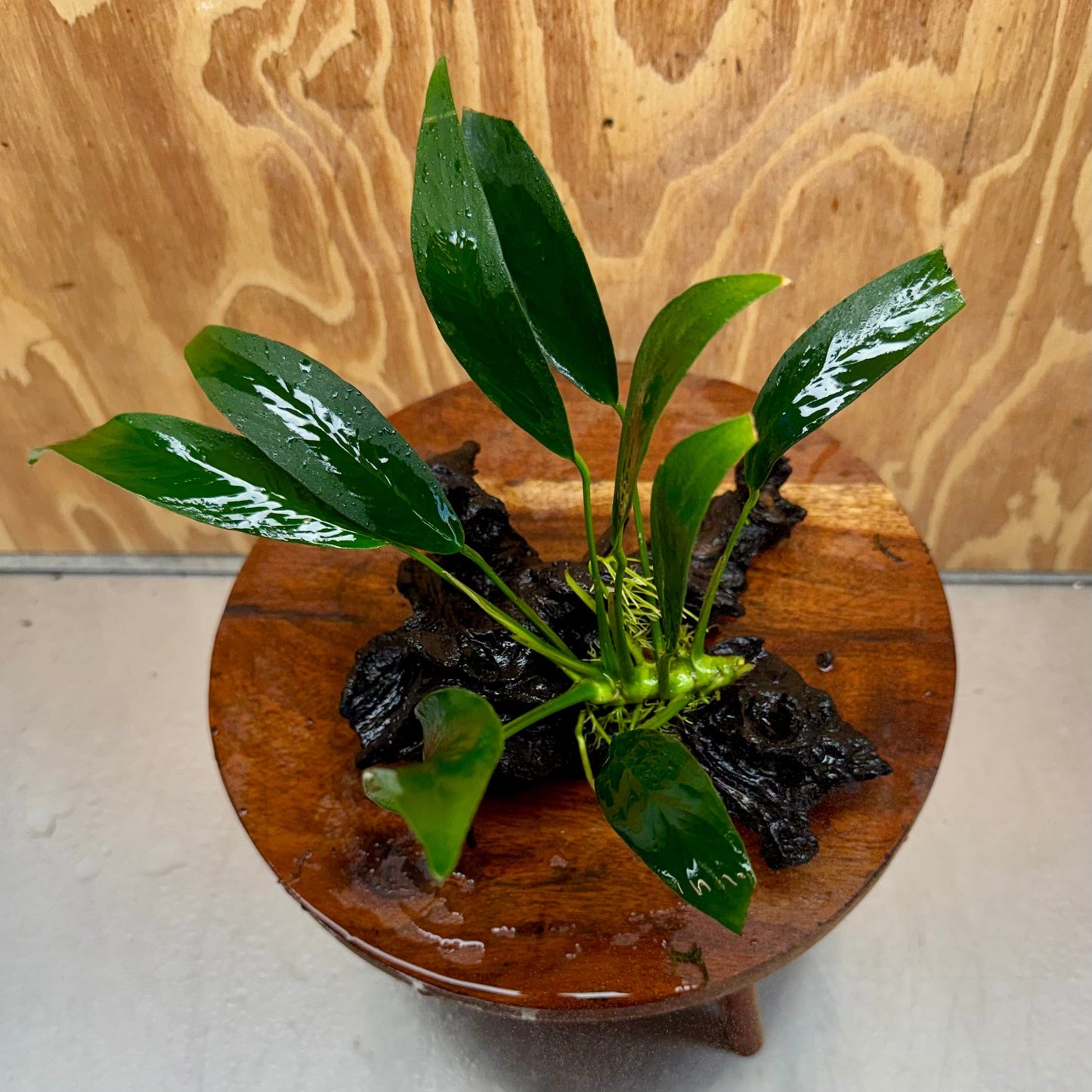 Scapeshop.com.au One Only Anubias Old Type Afzelli on Medium Driftwood Creation - One Only - Bold Anubias Afzelli OT on Medium Driftwood - One Only - Aquarium Plants Australia