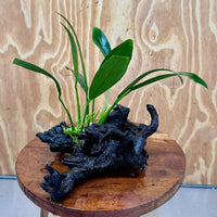 Scapeshop.com.au One Only Anubias Old Type Afzelli on Medium Driftwood Creation - One Only - Bold Anubias Afzelli OT on Medium Driftwood - One Only - Aquarium Plants Australia