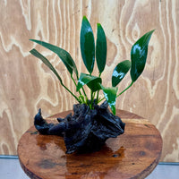 Scapeshop.com.au One Only Anubias Old Type Afzelli on Medium Driftwood Creation - One Only - Bold Anubias Afzelli OT on Medium Driftwood - One Only - Aquarium Plants Australia