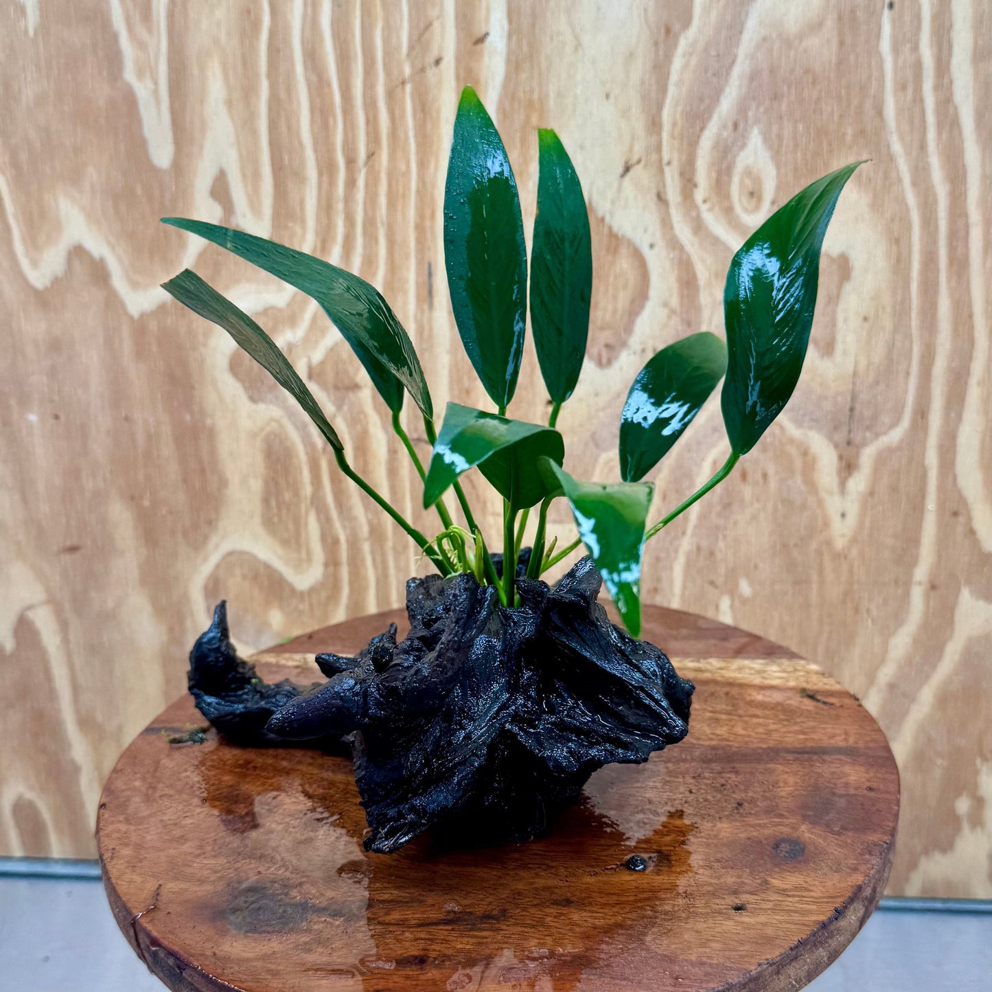 Scapeshop.com.au One Only Anubias Old Type Afzelli on Medium Driftwood Creation - One Only - Bold Anubias Afzelli OT on Medium Driftwood - One Only - Aquarium Plants Australia