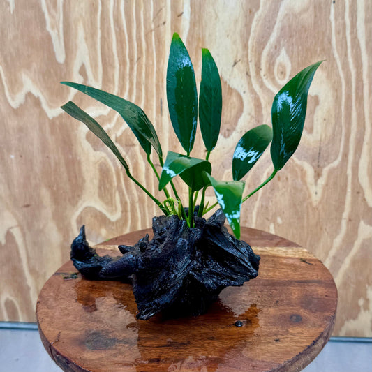 Scapeshop.com.au One Only Anubias Old Type Afzelli on Medium Driftwood Creation - One Only - Bold Anubias Afzelli OT on Medium Driftwood - One Only - Aquarium Plants Australia