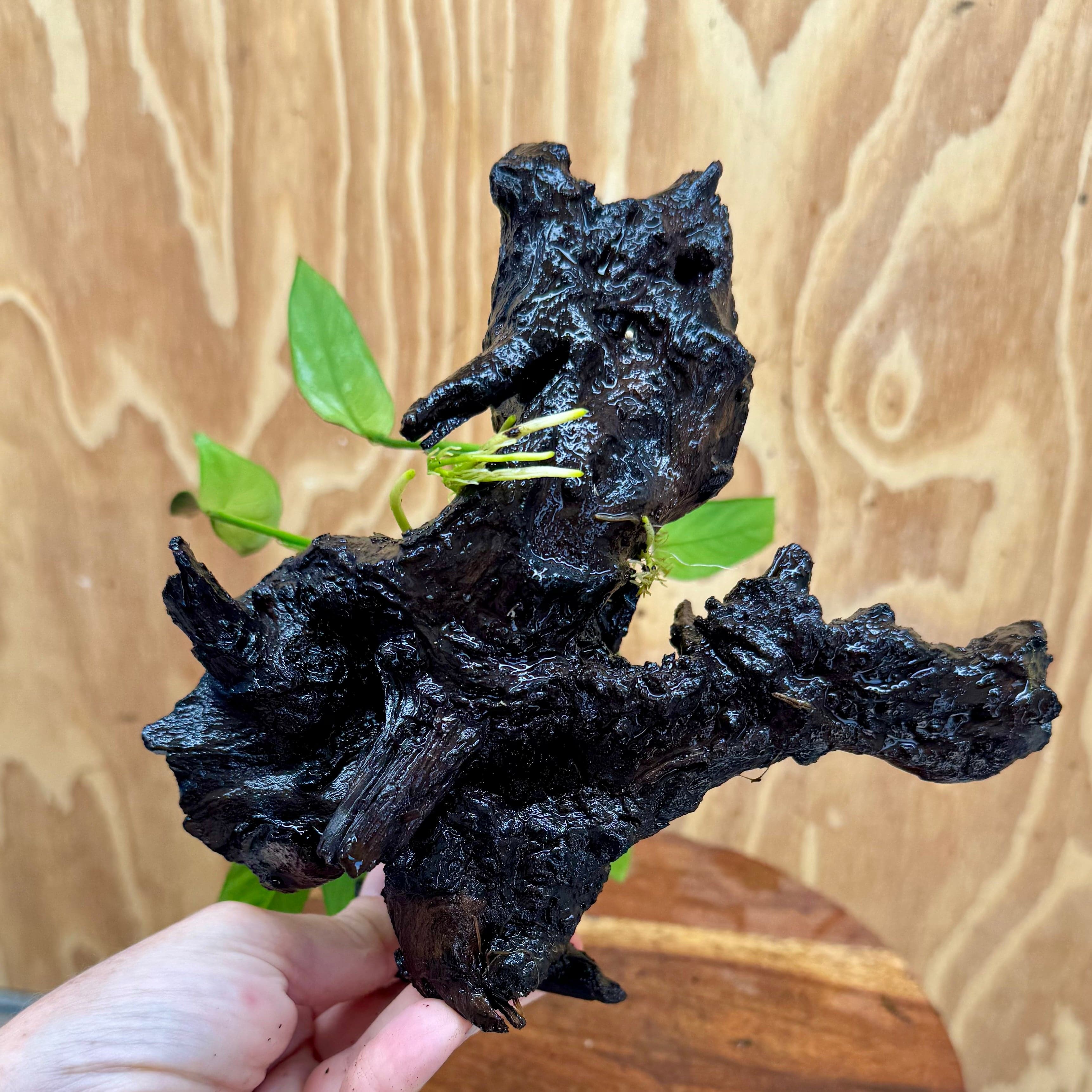 Scapeshop.com.au One Only Anubias Old Type Afzelli on Medium Driftwood Creation - One Only - Bold Anubias Afzelli OT on Medium Driftwood - One Only - Aquarium Plants Australia