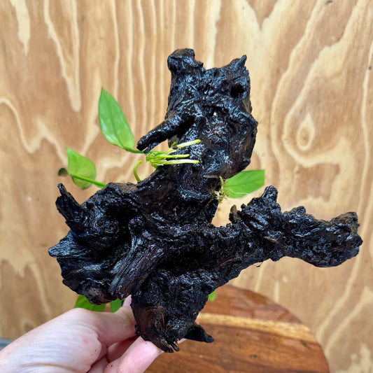 Scapeshop.com.au One Only Anubias Old Type Afzelli on Medium Driftwood Creation - One Only - Bold Anubias Afzelli OT on Medium Driftwood - One Only - Aquarium Plants Australia