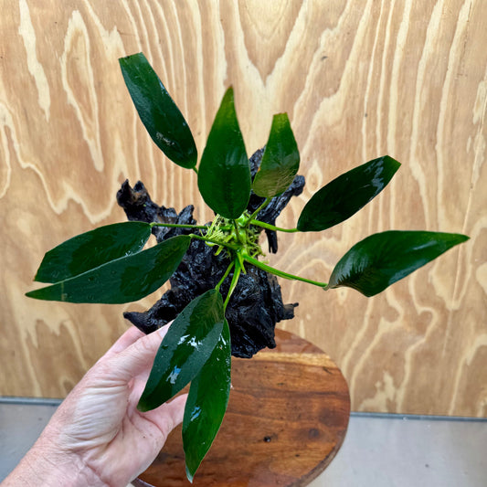 Scapeshop.com.au One Only Anubias Old Type Afzelli on Medium Driftwood Creation - One Only - Bold Anubias Afzelli OT on Medium Driftwood - One Only - Aquarium Plants Australia