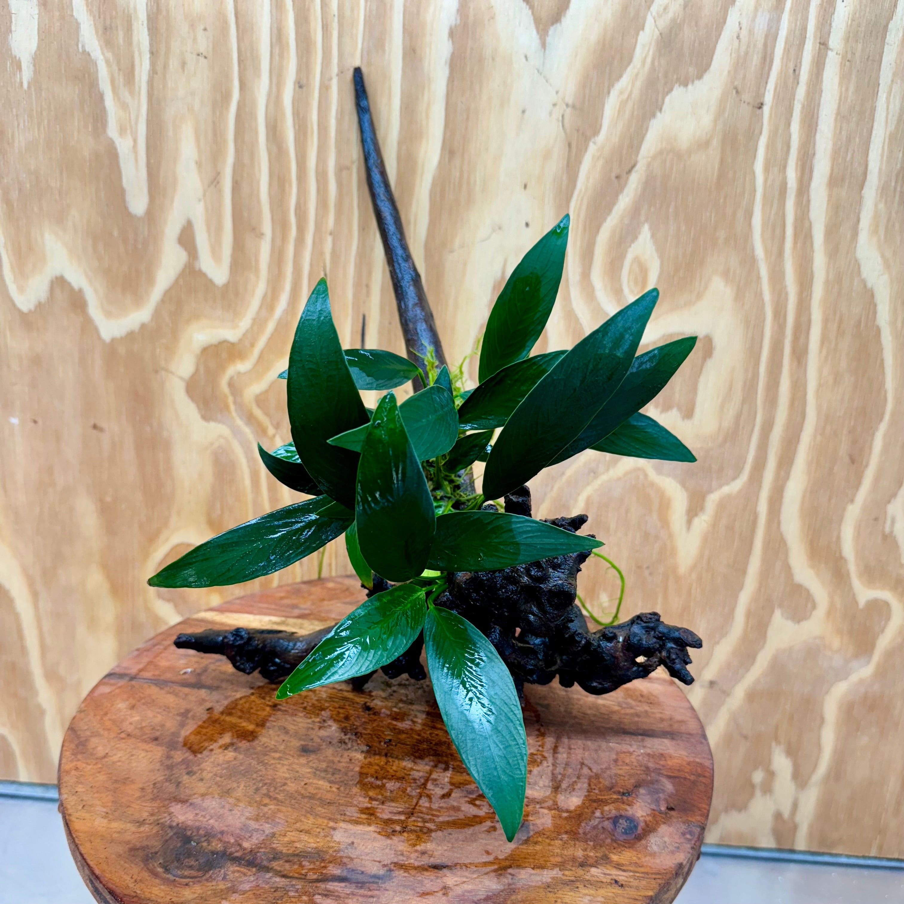 Scapeshop.com.au One Only Anubias Old Type Afzelli on Medium Driftwood Creation - One Only - Bold Anubias Afzelli OT on Medium Driftwood - One Only - Aquarium Plants Australia