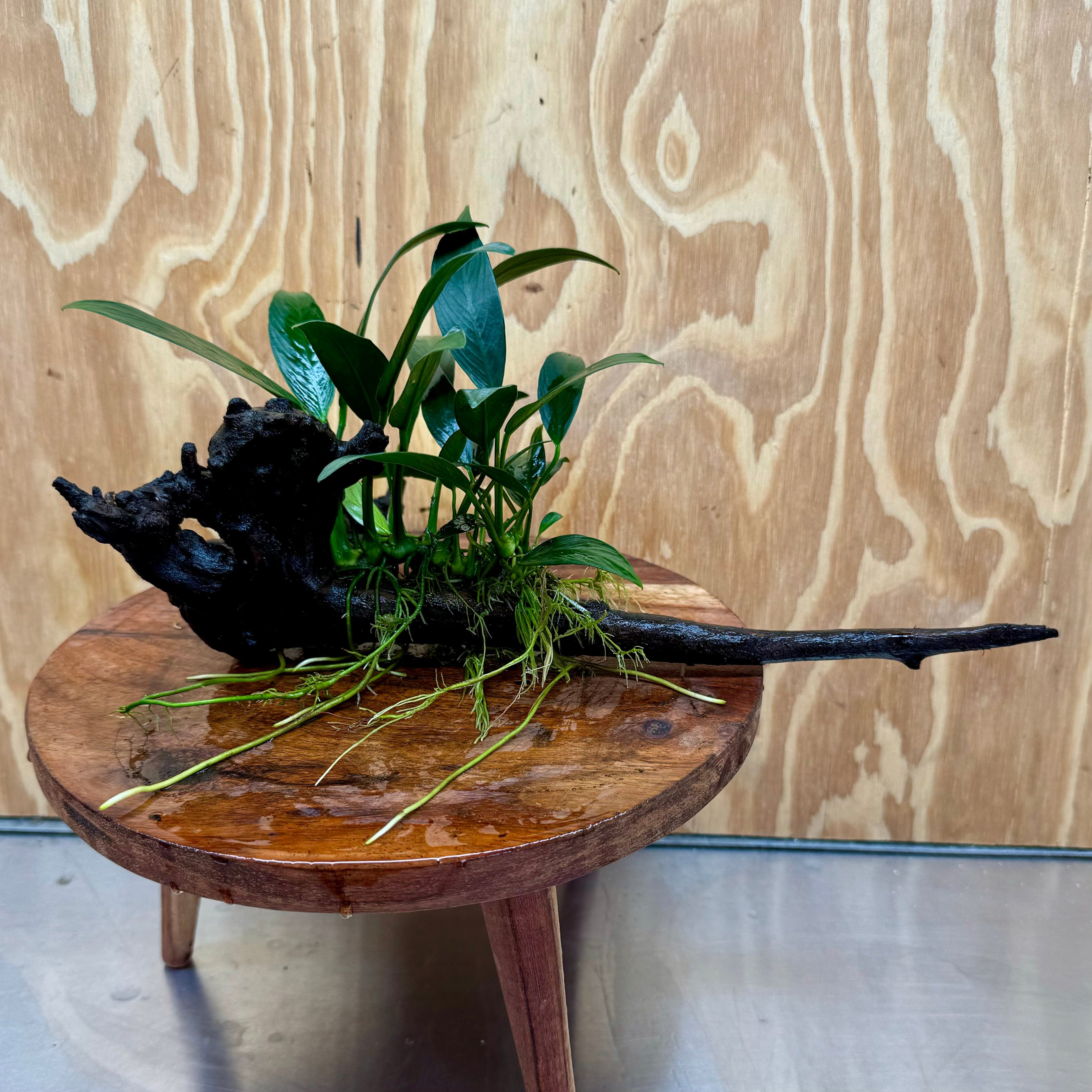 Scapeshop.com.au One Only Anubias Old Type Afzelli on Medium Driftwood Creation - One Only - Bold Anubias Afzelli OT on Medium Driftwood - One Only - Aquarium Plants Australia