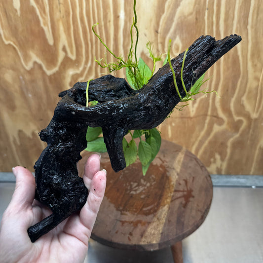 Pisces Enterprises One Only Anubias 'Old Type Afzelli' on Medium Driftwood Creation - One Only - Jungle Anubias Old Type Afzelli on Medium Driftwood - ONE ONLY - Scapeshop Australia