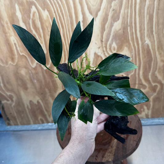 Pisces Enterprises One Only Anubias 'Old Type Afzelli' on Medium Driftwood Creation - One Only - Jungle Anubias Old Type Afzelli on Medium Driftwood - ONE ONLY - Scapeshop Australia