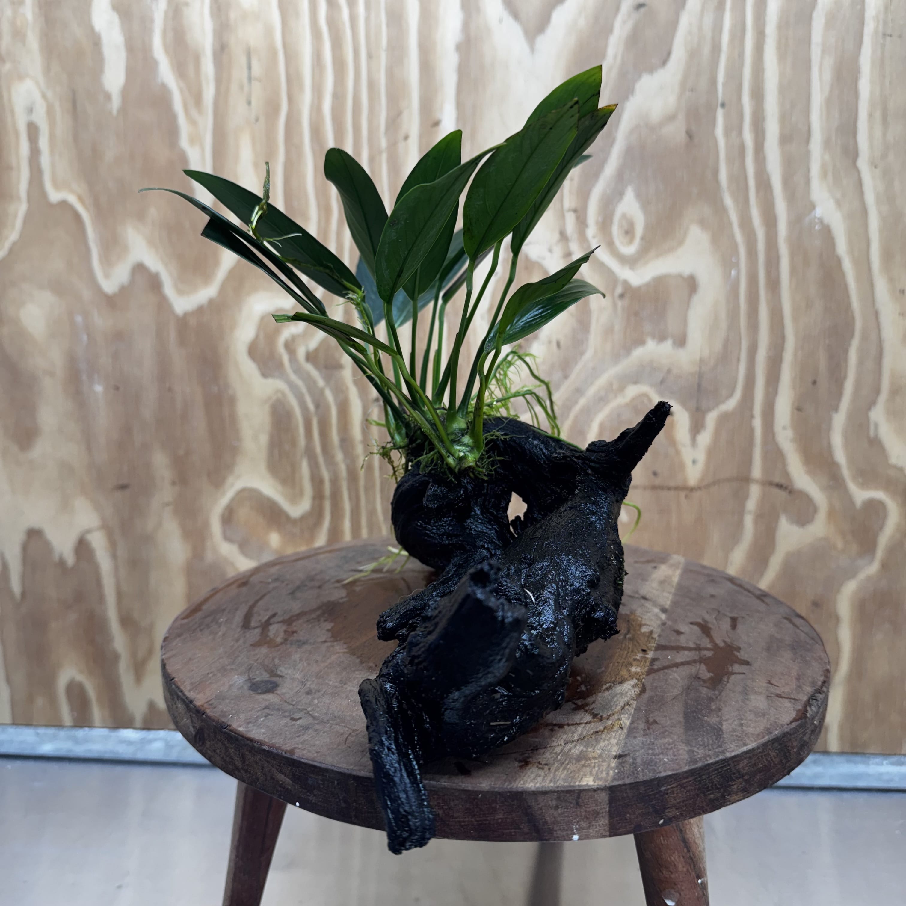 Pisces Enterprises One Only Anubias 'Old Type Afzelli' on Medium Driftwood Creation - One Only - Jungle Anubias Old Type Afzelli on Medium Driftwood - ONE ONLY - Scapeshop Australia