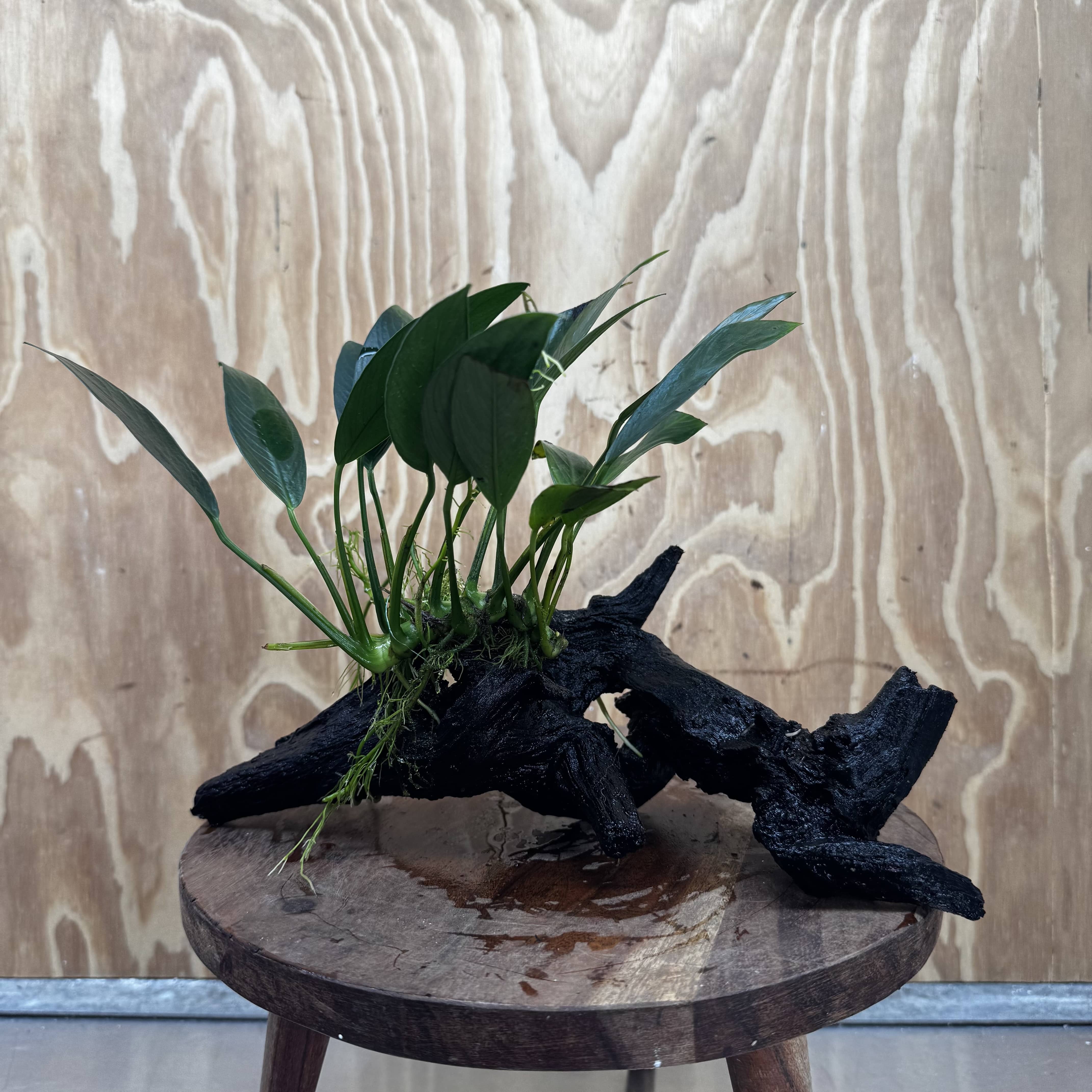 Pisces Enterprises One Only Anubias 'Old Type Afzelli' on Medium Driftwood Creation - One Only - Jungle Anubias Old Type Afzelli on Medium Driftwood - ONE ONLY - Scapeshop Australia