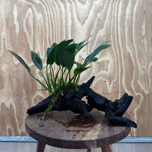 Pisces Enterprises One Only Anubias 'Old Type Afzelli' on Medium Driftwood Creation - One Only - Jungle Anubias Old Type Afzelli on Medium Driftwood - ONE ONLY - Scapeshop Australia