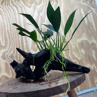Pisces Enterprises One Only Anubias 'Old Type Afzelli' on Medium Driftwood Creation - One Only - Jungle Anubias Old Type Afzelli on Medium Driftwood - ONE ONLY - Scapeshop Australia