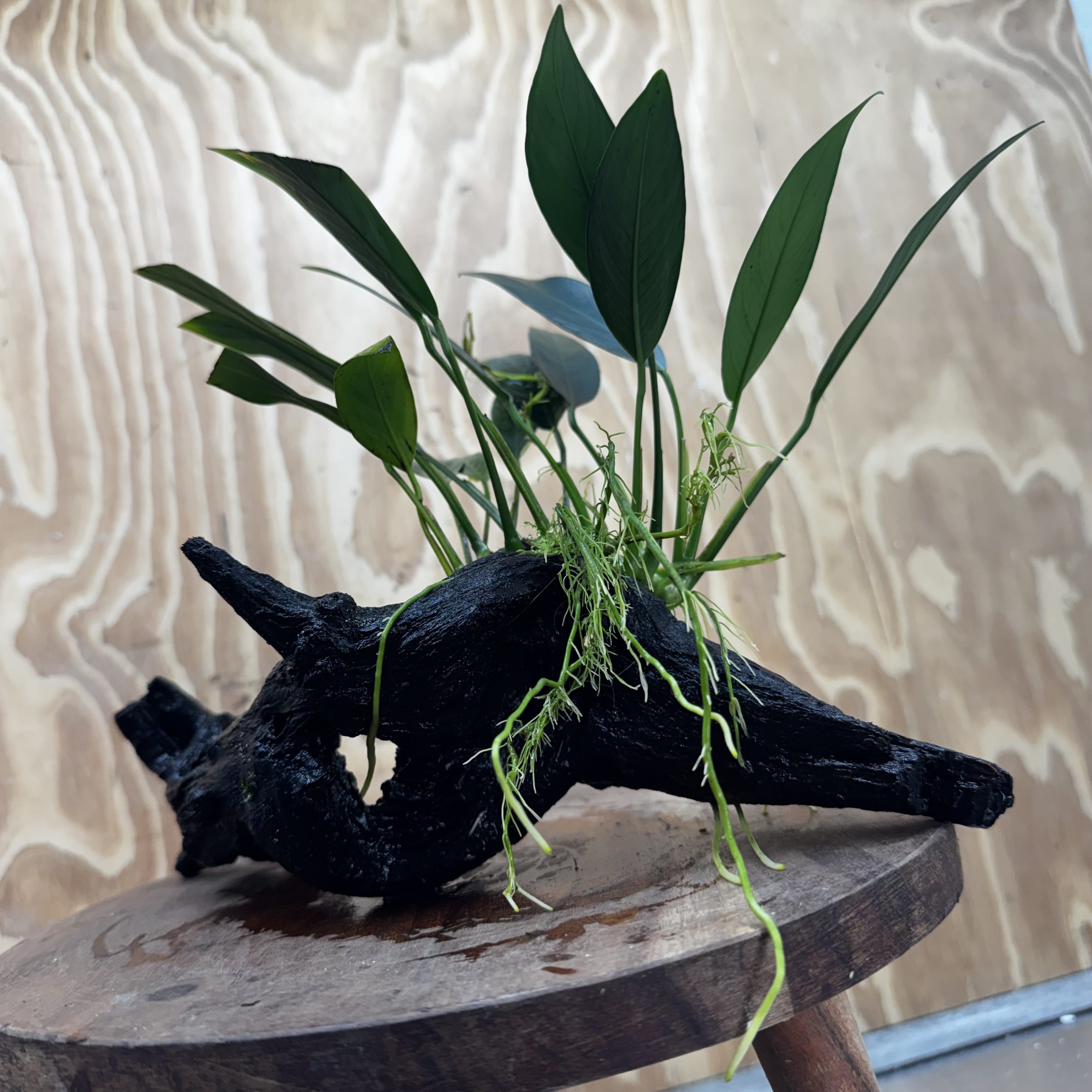 Pisces Enterprises One Only Anubias 'Old Type Afzelli' on Medium Driftwood Creation - One Only - Jungle Anubias Old Type Afzelli on Medium Driftwood - ONE ONLY - Scapeshop Australia