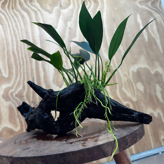 Pisces Enterprises One Only Anubias 'Old Type Afzelli' on Medium Driftwood Creation - One Only - Jungle Anubias Old Type Afzelli on Medium Driftwood - ONE ONLY - Scapeshop Australia
