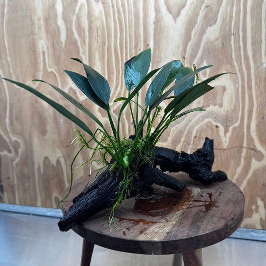 Pisces Enterprises One Only Anubias 'Old Type Afzelli' on Medium Driftwood Creation - One Only - Jungle Anubias Old Type Afzelli on Medium Driftwood - ONE ONLY - Scapeshop Australia