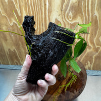 Pisces Enterprises One Only Anubias 'Old Type Afzelli' on Medium Driftwood Creation - One Only - Jungle Anubias Old Type Afzelli on Medium Driftwood - ONE ONLY - Scapeshop Australia