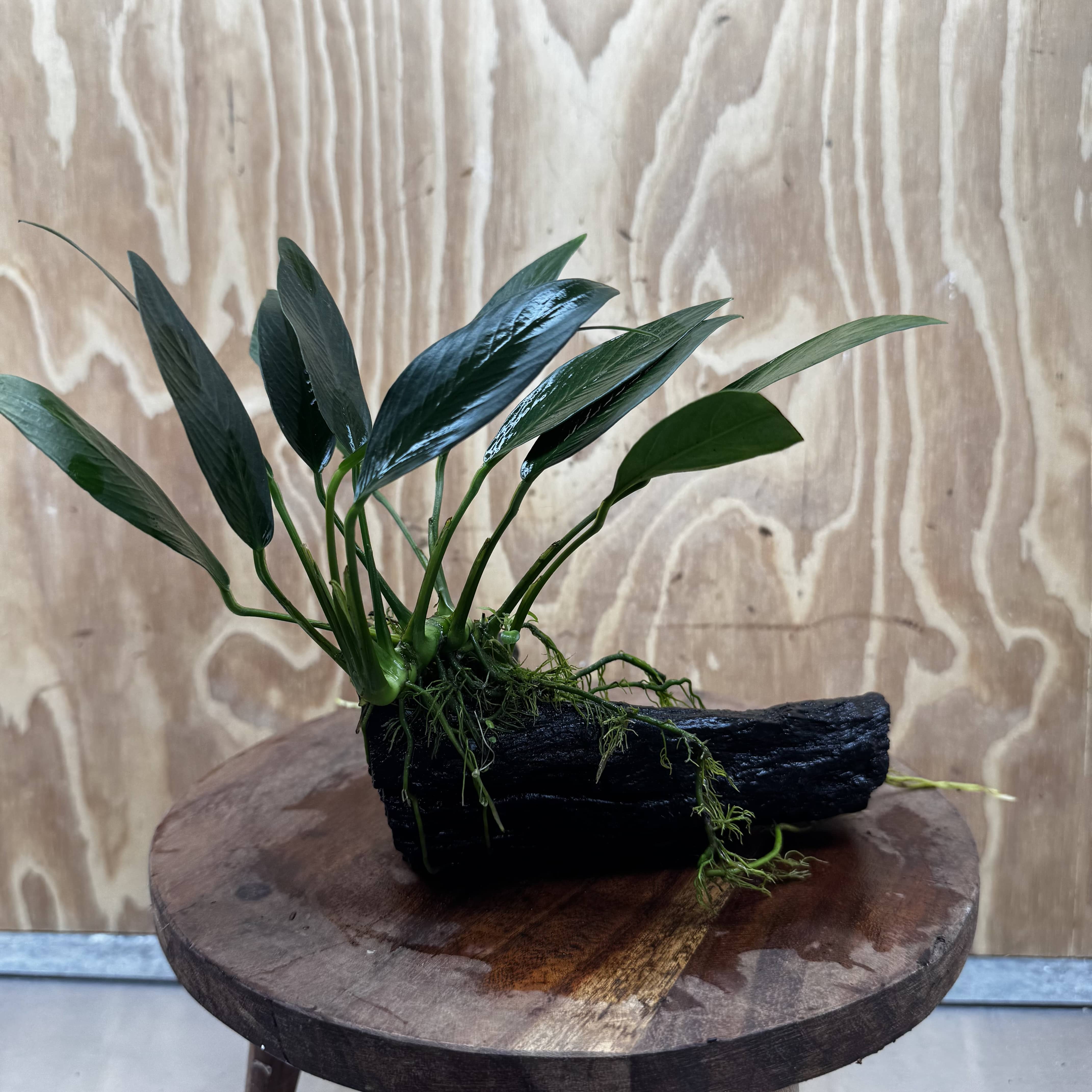Pisces Enterprises One Only Anubias 'Old Type Afzelli' on Medium Driftwood Creation - One Only - Jungle Anubias Old Type Afzelli on Medium Driftwood - ONE ONLY - Scapeshop Australia