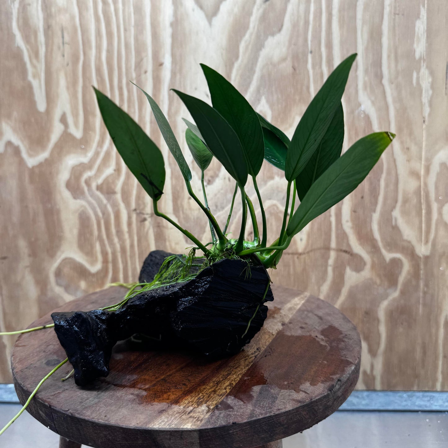 Pisces Enterprises One Only Anubias 'Old Type Afzelli' on Medium Driftwood Creation - One Only - Jungle Anubias Old Type Afzelli on Medium Driftwood - ONE ONLY - Scapeshop Australia