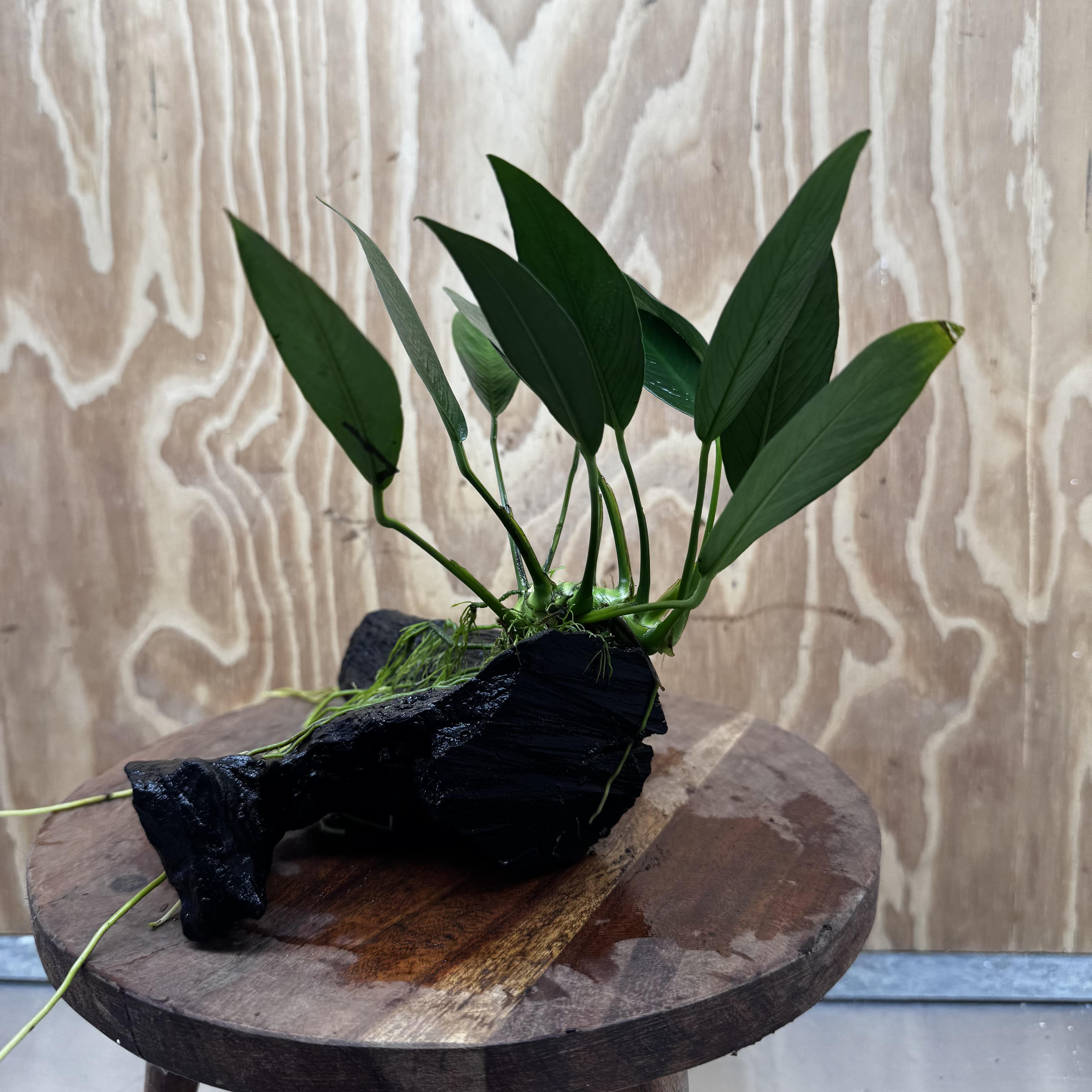 Pisces Enterprises One Only Anubias 'Old Type Afzelli' on Medium Driftwood Creation - One Only - Jungle Anubias Old Type Afzelli on Medium Driftwood - ONE ONLY - Scapeshop Australia