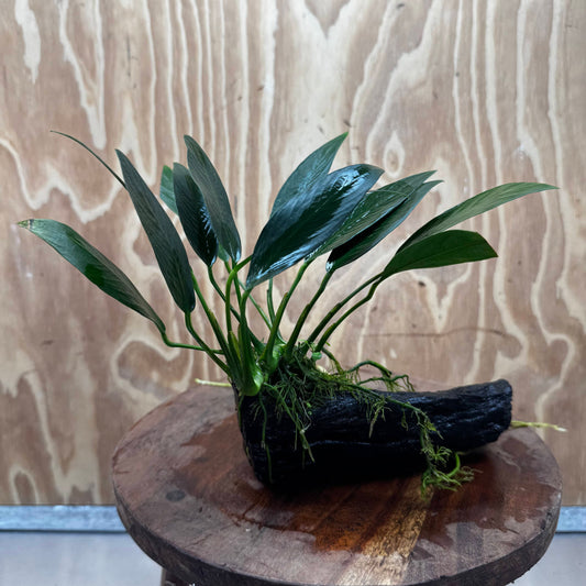 Pisces Enterprises One Only Anubias 'Old Type Afzelli' on Medium Driftwood Creation - One Only - Jungle Anubias Old Type Afzelli on Medium Driftwood - ONE ONLY - Scapeshop Australia