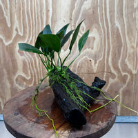 Pisces Enterprises One Only Anubias 'Old Type Afzelli' on Medium Driftwood Creation - One Only - Jungle Anubias Old Type Afzelli on Medium Driftwood - ONE ONLY - Scapeshop Australia