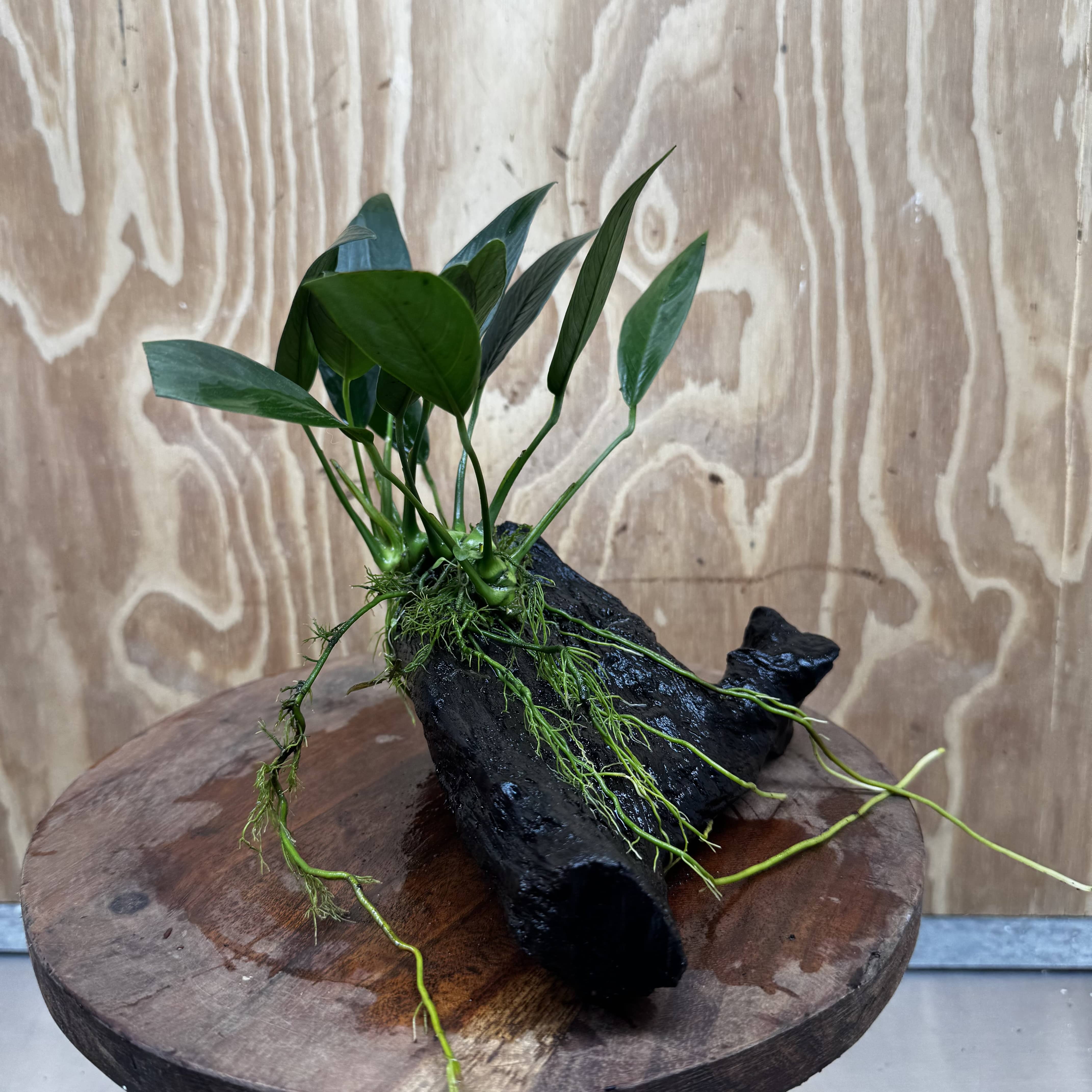 Pisces Enterprises One Only Anubias 'Old Type Afzelli' on Medium Driftwood Creation - One Only - Jungle Anubias Old Type Afzelli on Medium Driftwood - ONE ONLY - Scapeshop Australia