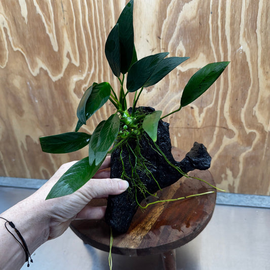 Pisces Enterprises One Only Anubias 'Old Type Afzelli' on Medium Driftwood Creation - One Only - Jungle Anubias Old Type Afzelli on Medium Driftwood - ONE ONLY - Scapeshop Australia