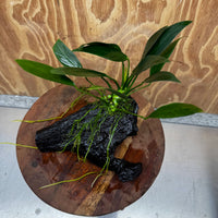 Pisces Enterprises One Only Anubias 'Old Type Afzelli' on Medium Driftwood Creation - One Only - Jungle Anubias Old Type Afzelli on Medium Driftwood - ONE ONLY - Scapeshop Australia