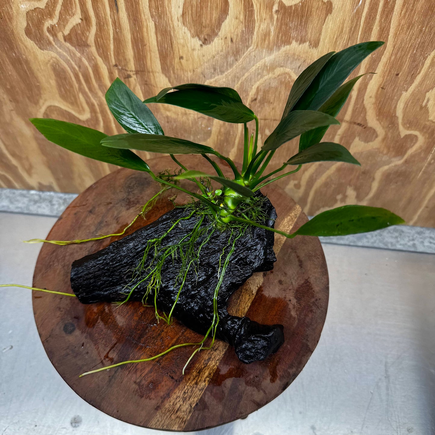 Pisces Enterprises One Only Anubias 'Old Type Afzelli' on Medium Driftwood Creation - One Only - Jungle Anubias Old Type Afzelli on Medium Driftwood - ONE ONLY - Scapeshop Australia