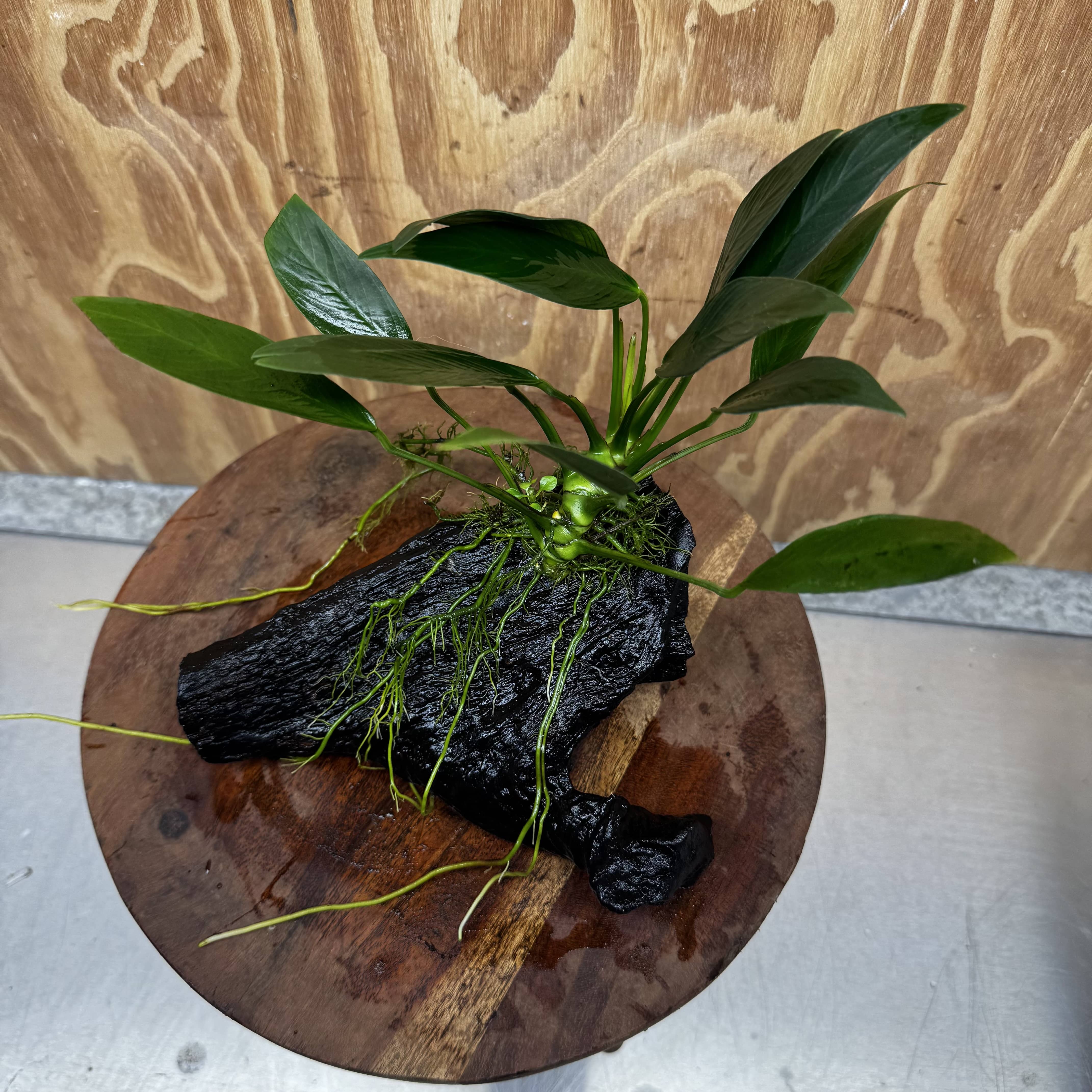 Pisces Enterprises One Only Anubias 'Old Type Afzelli' on Medium Driftwood Creation - One Only - Jungle Anubias Old Type Afzelli on Medium Driftwood - ONE ONLY - Scapeshop Australia