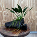 Pisces Enterprises One Only Anubias 'Old Type Afzelli' on Medium Driftwood Creation - One Only - Jungle Anubias Old Type Afzelli on Medium Driftwood - ONE ONLY - Scapeshop Australia