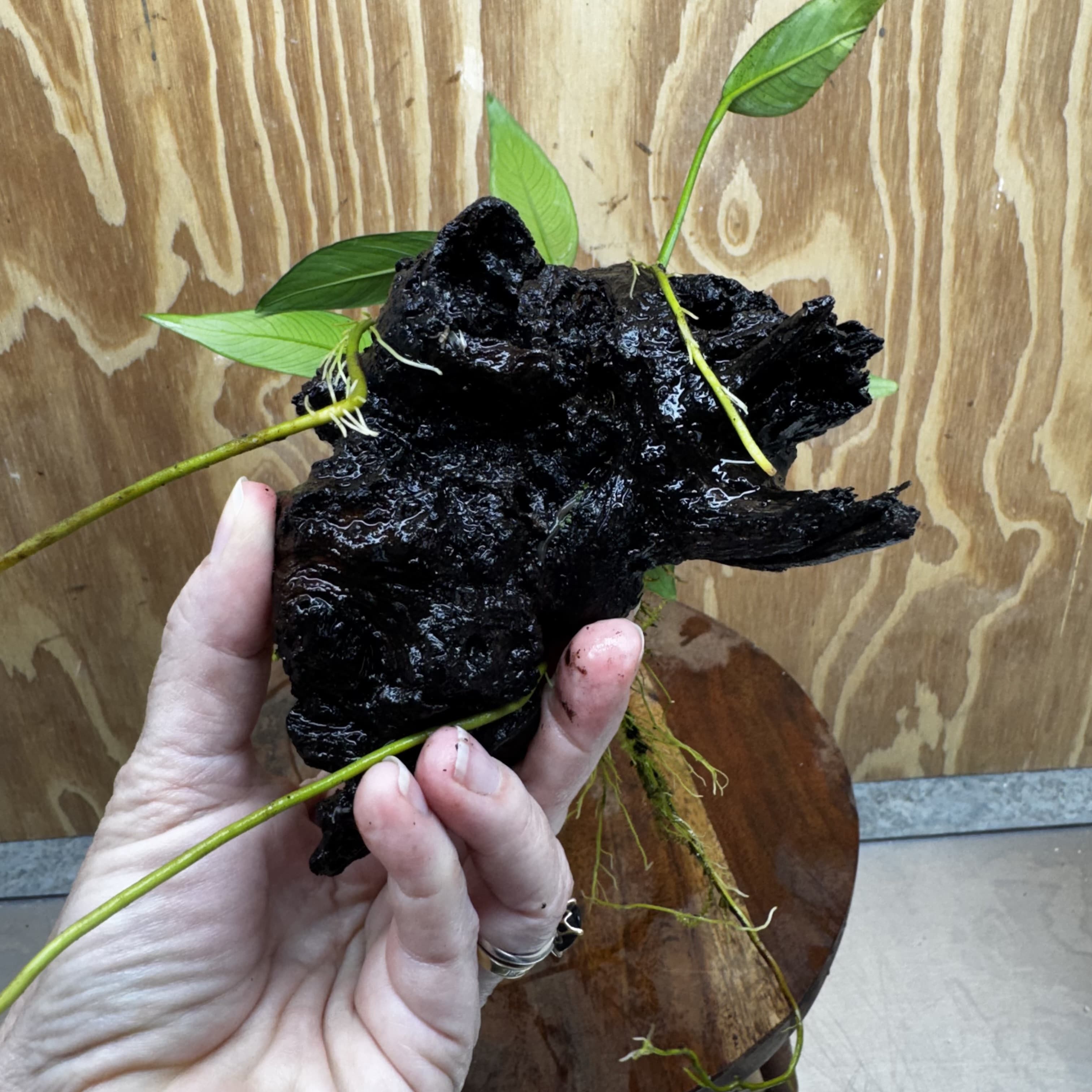 Pisces Enterprises One Only Anubias 'Old Type Afzelli' on Medium Driftwood Creation - One Only - Jungle Anubias Old Type Afzelli on Medium Driftwood - ONE ONLY - Scapeshop Australia