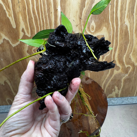 Pisces Enterprises One Only Anubias 'Old Type Afzelli' on Medium Driftwood Creation - One Only - Jungle Anubias Old Type Afzelli on Medium Driftwood - ONE ONLY - Scapeshop Australia