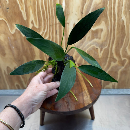 Pisces Enterprises One Only Anubias 'Old Type Afzelli' on Medium Driftwood Creation - One Only - Jungle Anubias Old Type Afzelli on Medium Driftwood - ONE ONLY - Scapeshop Australia