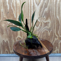 Pisces Enterprises One Only Anubias 'Old Type Afzelli' on Medium Driftwood Creation - One Only - Jungle Anubias Old Type Afzelli on Medium Driftwood - ONE ONLY - Scapeshop Australia