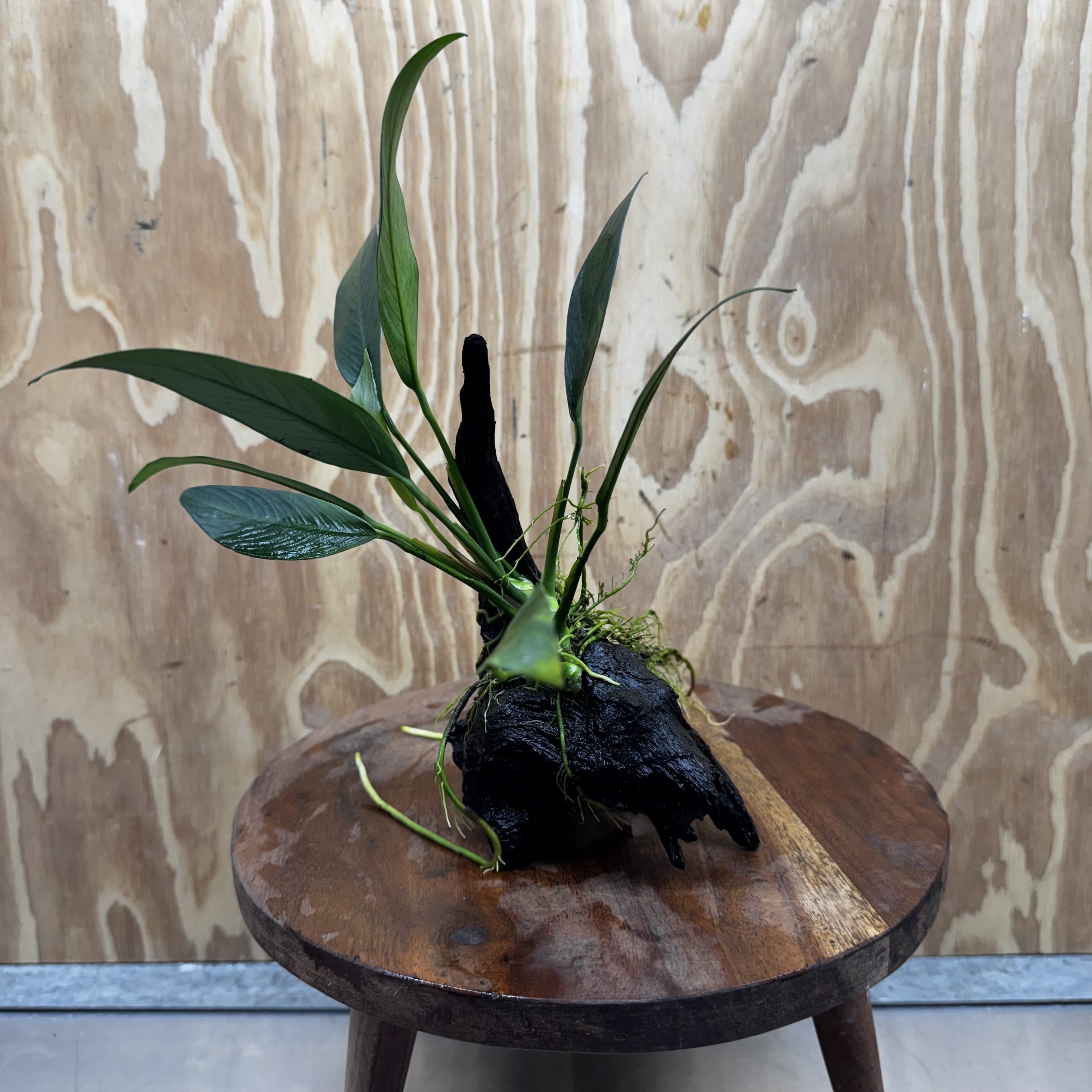 Pisces Enterprises One Only Anubias 'Old Type Afzelli' on Medium Driftwood Creation - One Only - Jungle Anubias Old Type Afzelli on Medium Driftwood - ONE ONLY - Scapeshop Australia